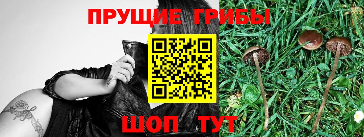 Псилоцибиновые грибы прущие грибы  Вход с VPN  Пятигорск 